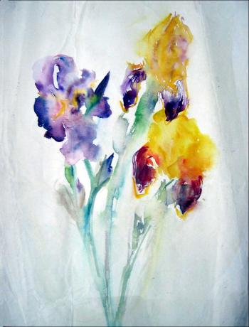 Blaue und gelbe Iris